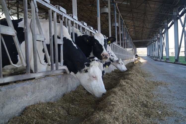 Ancali prepara el salto al consumidor final y apuesta a vender leche con marca propia