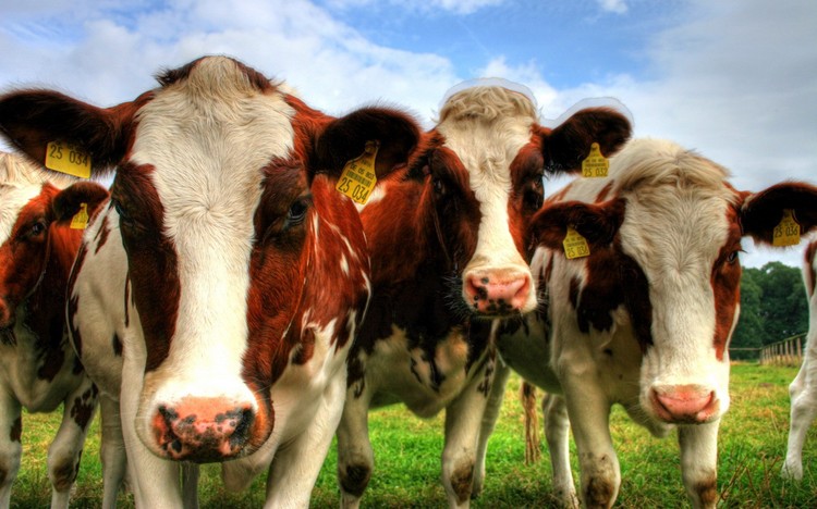 Recepción nacional de leche cruda crece 4,1% a mayo de 2026, confirmando la tendencia expansiva del sector lácteo 