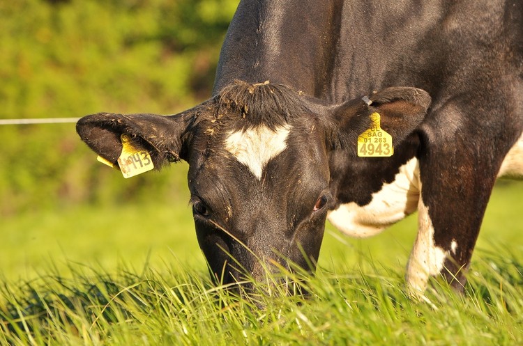 La leche: una industria en movimiento y al alza