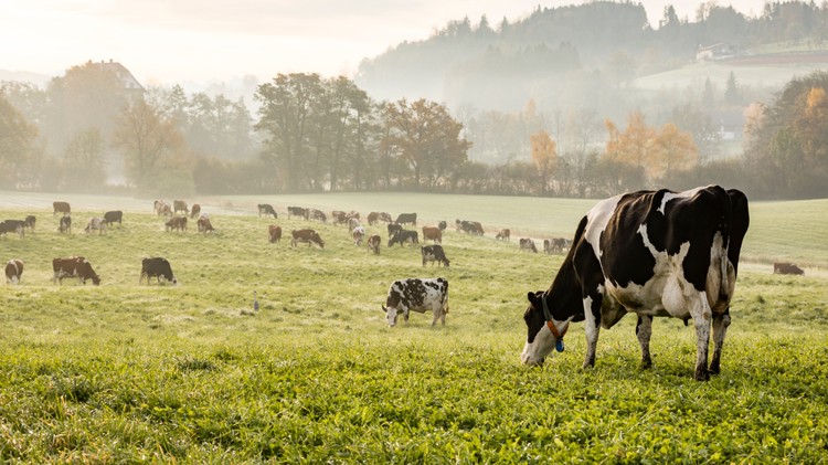 Precio de la leche sigue sin repuntar y acumula caída de 1,7% al mes de mayo 