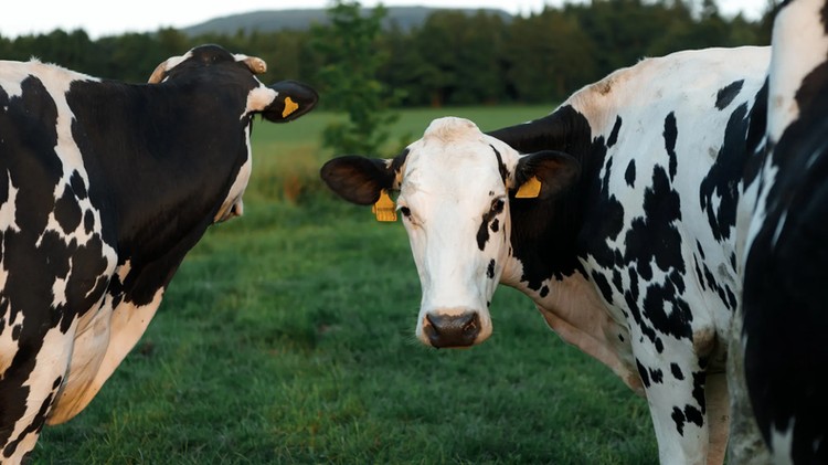 Descubren por qué la Influenza Aviar H5N1 causa Mastitis en bovinos lecheros