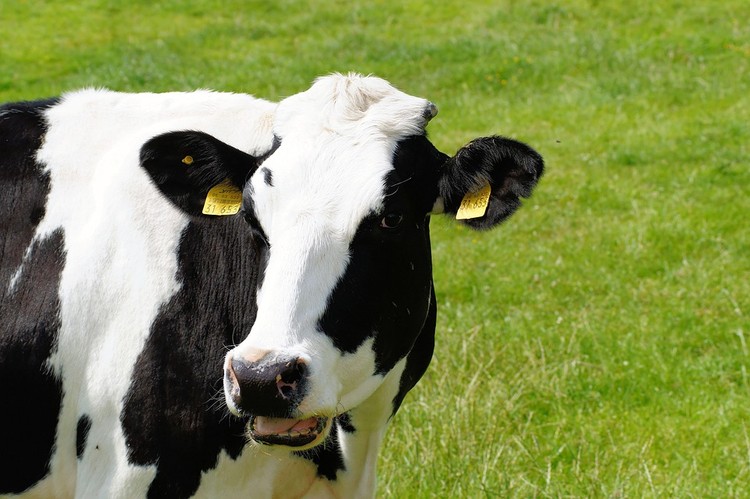 La producción mundial de leche creció 1,9% en mayo en las principales regiones productoras del mundo