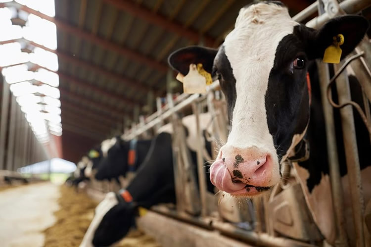 La recepción de leche cruda en la UE aumentó 3,7% en mayo de 2026/25