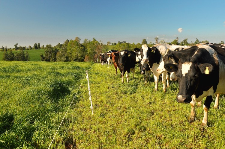 Recepción nacional de leche cruda crece 4,6% el primer semestre del año, con desempeño mixto en regiones 