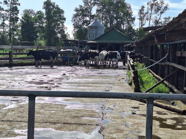 El precio de la leche a productor acumuló caída de 1,6% a junio 