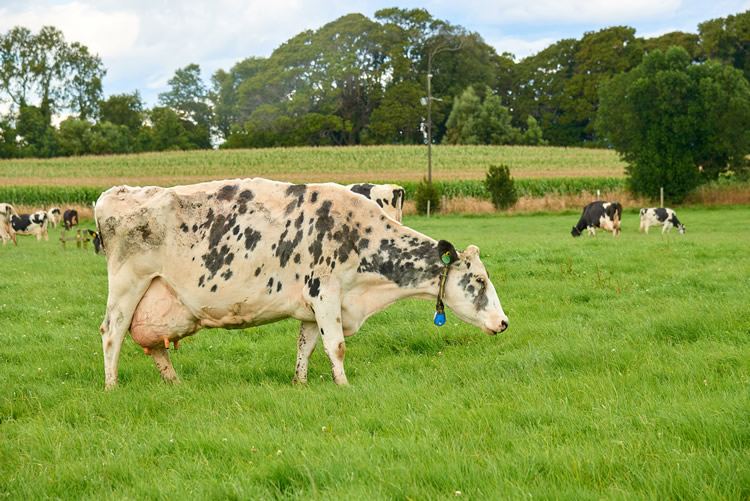 Chile alcanzó un récord histórico de producción de leche y creció 5,9% en 2025