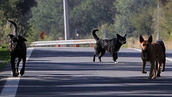 Productores lecheros advierten alza de ataques de perros