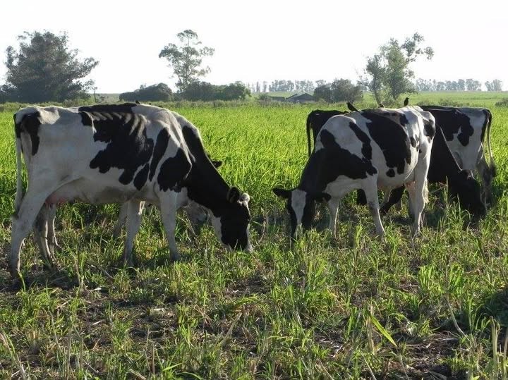 Agricultores alertan alza en el abigeato por alto valor del ganado