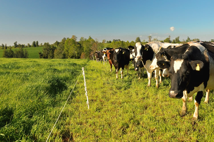 Fedeleche e INIA Remehue realizarán seminario sobre estrategias para reducir emisiones en sistemas bovinos de leche