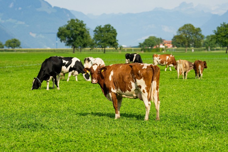 Remate GDT de Fonterra sube 1,2% y revierte la caída de la subasta anterior