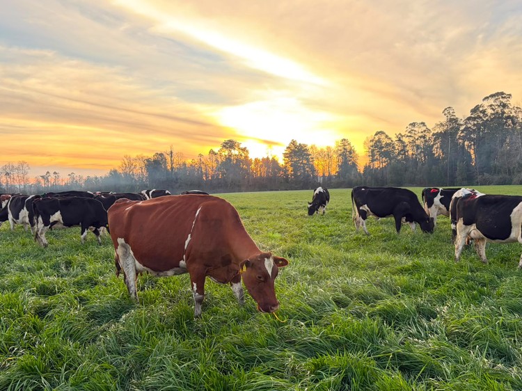 Recepción de leche mantiene crecimiento de 4,7% al mes de agosto impulsada por Los Ríos, Ñuble y La Araucanía