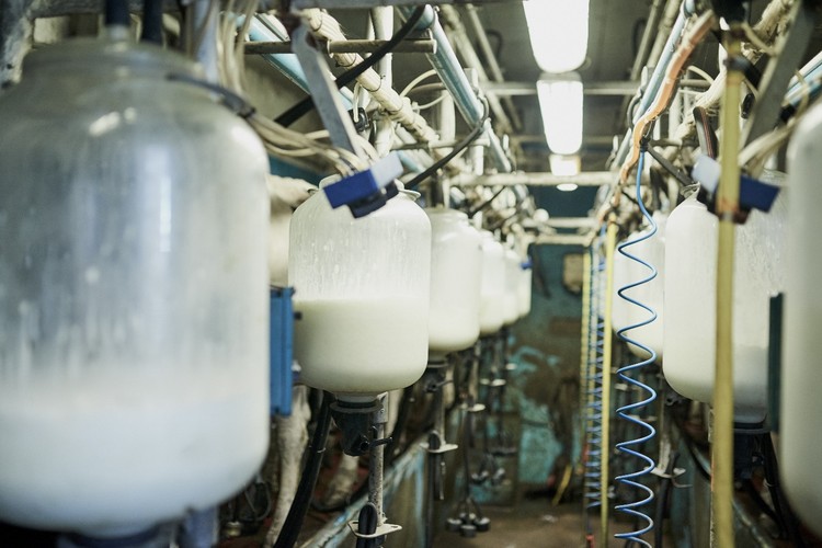Mercado lácteo  muestra señales positivas en la segunda subasta de Fonterra en octubre