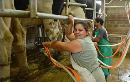 La producción de leche en Argentina creció 7,4% en 2020 