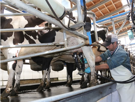 Con variación positiva cerró el precio de la leche a febrero