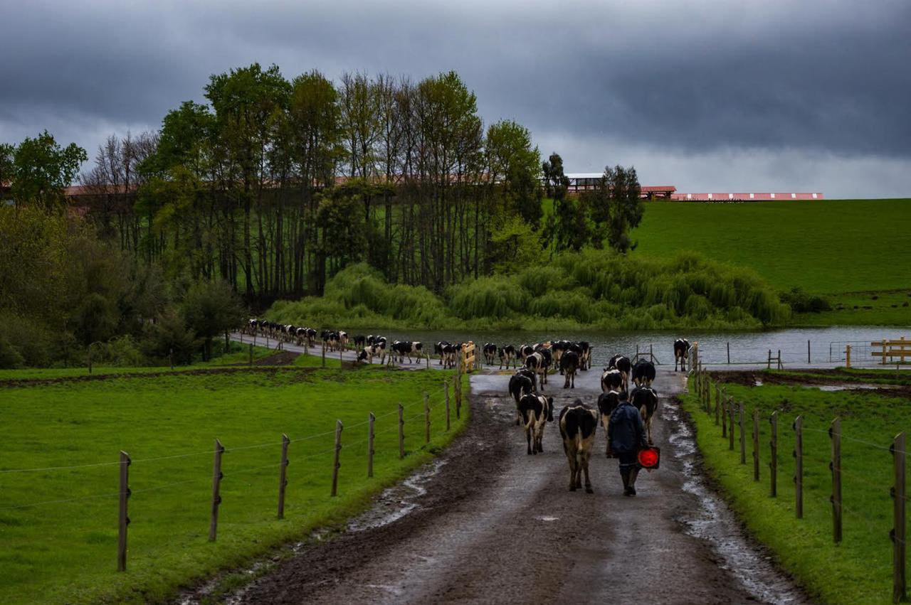 Recepción de leche cruda cae 0,3% en abril y acumula variación de 0,2%  durante 2021