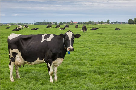 Productores de leche más eficientes en emisiones en NZ