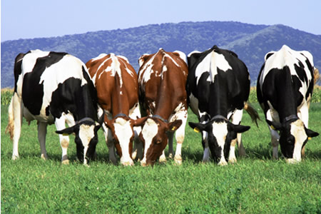 Panorama Lechero mundial de la leche según el OCLA 