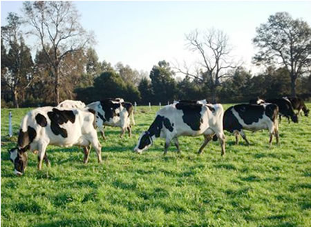 Manejo de praderas en transición primavera a verano