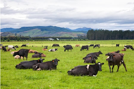 Producción de leche de Nueva Zelanda cierra alza hasta agosto 
