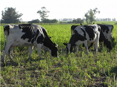 En agosto, el lechero uruguayo recibió menos precio por litro