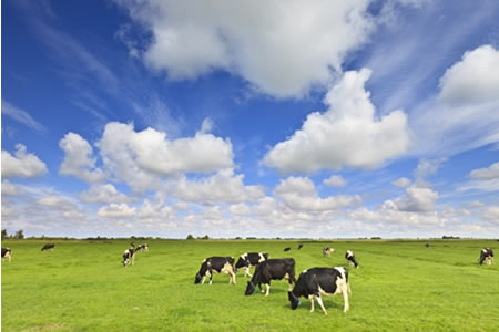 En Australia, la producción de leche en agosto aumentó 3,5% 