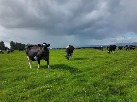 Mercado lácteo con más leche e incertidumbre por el Covid-19