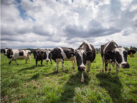 Cuatro escenarios posibles para la industria láctea