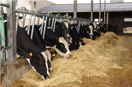 Producción de leche en Europa sube un 1,4% en septiembre