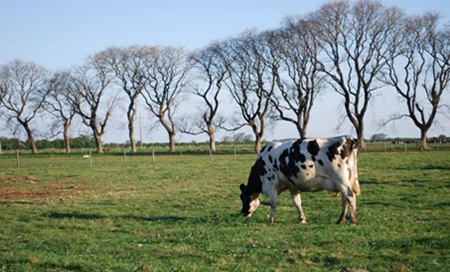 Se estancaron los precios de la leche en Argentina