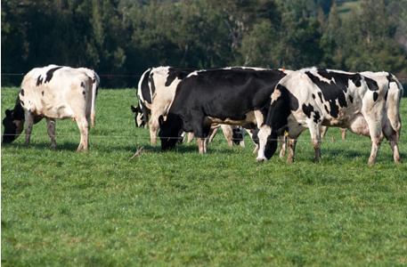 Las principales fuentes de emisión y captura en el agro