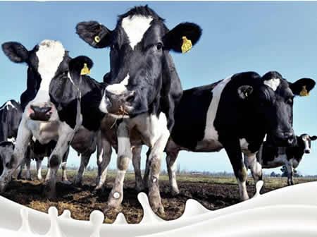 Precio a productor aumenta un 14,7% entre enero –septiembre 