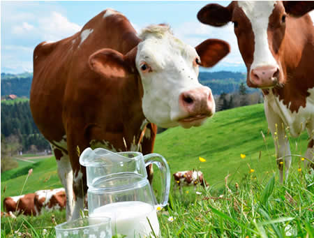 La producción mundial de leche sube un 0,3% a marzo 