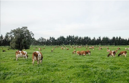 La calidad de vida está en el campo