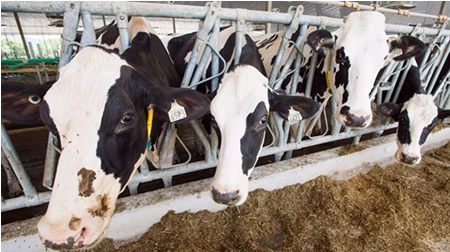 EE.UU. cuestiona las cuotas lácteas de Canadá 