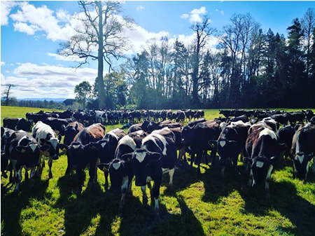 Auguran cifras positivas en producción de leche 