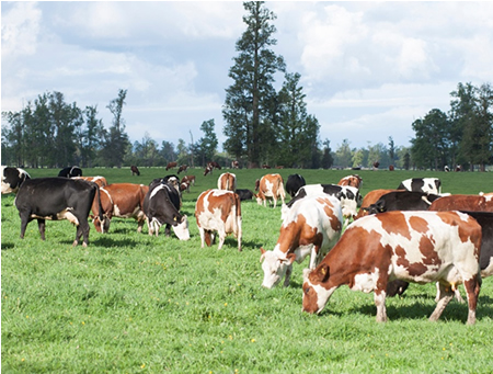 Recepción de leche crece un 6,3% entre enero –noviembre 