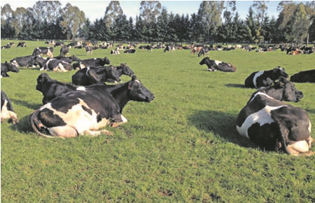 Ensilaje de pulpa de remolacha para la alimentación de vacas 