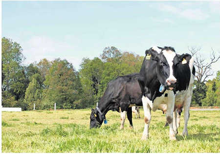 Proyecto medirá la huella de carbono agropecuario 