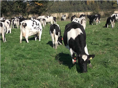 Precio de la leche arranca 2021 en Europa con caída de 0,7% 