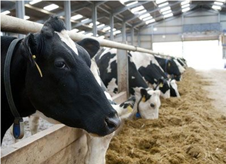 EE.UU.:  Exportaciones de lácteos de junio 