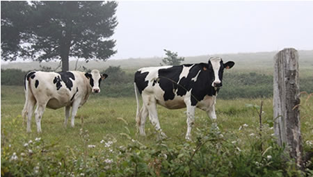 Producción de leche en Europa crece 2% hasta mayo