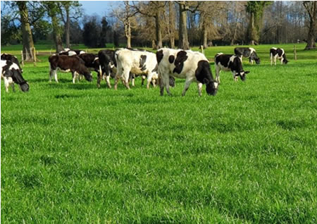 Recepción de leche cierra al alza el primer semestre de 2020