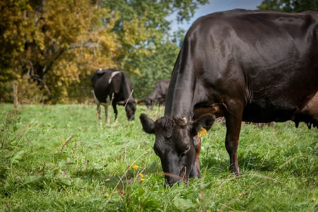 Alza en la producción de leche por quinto mes consecutivo