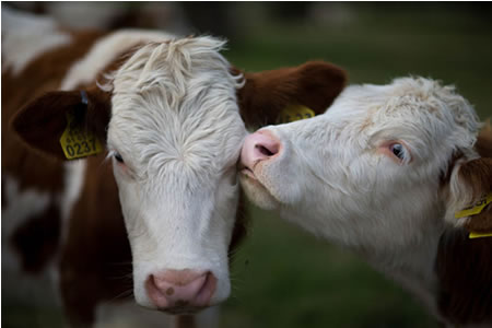 La certificación internacional en bienestar animal