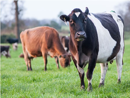 La evolución de la producción mundial de leche registró un avance de 1,1% a junio 
