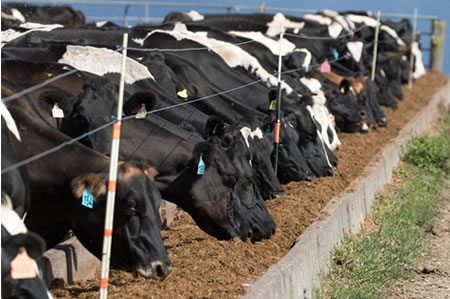 EE.UU.: Fuerte recuperación de la producción de leche
