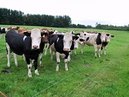 Promueven la sustentabilidad en el sector lácteo nacional