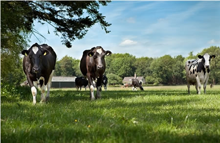 Análisis producción de leche en América Latina y el Caribe