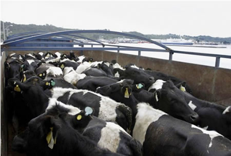Exportaciones de ganado en pie ofrecen un nuevo negocio 