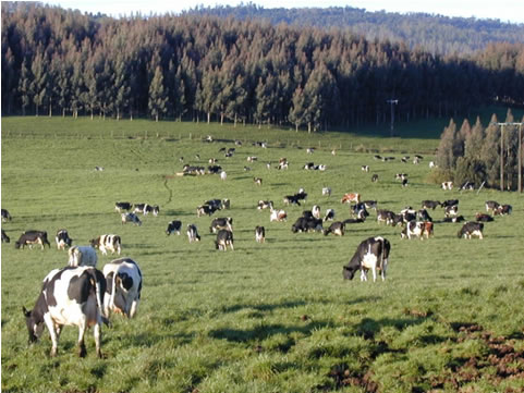 Avanza proyecto que medirá el balance de carbono ganadero